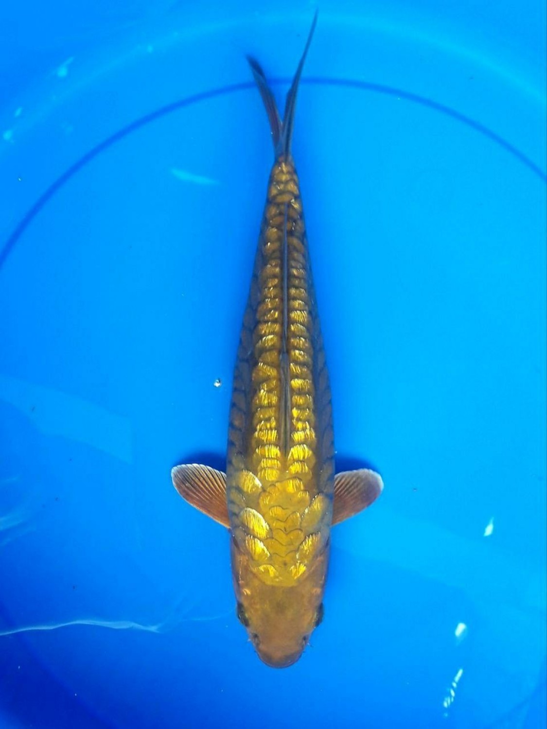 Juara 1