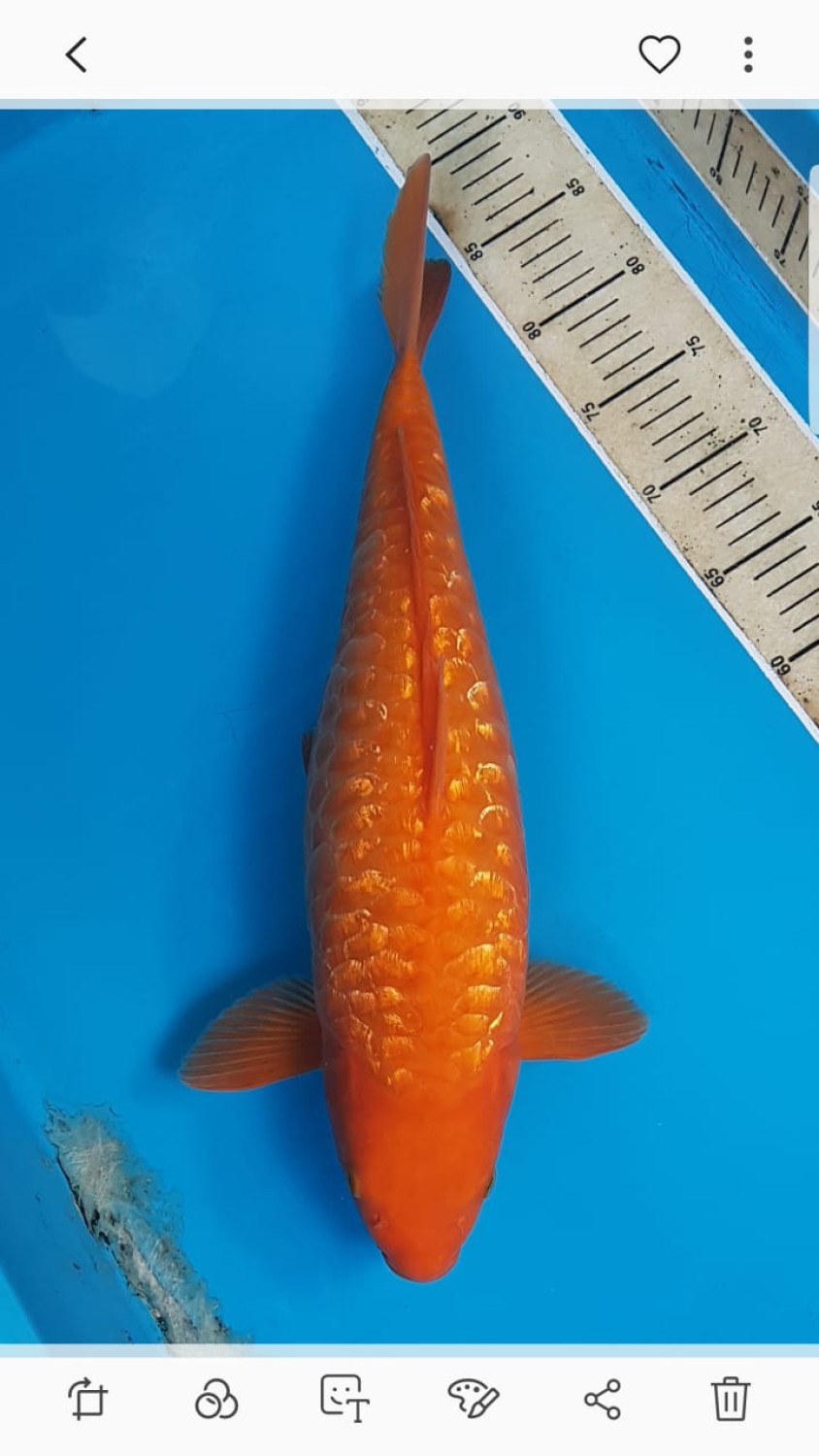 Juara 2