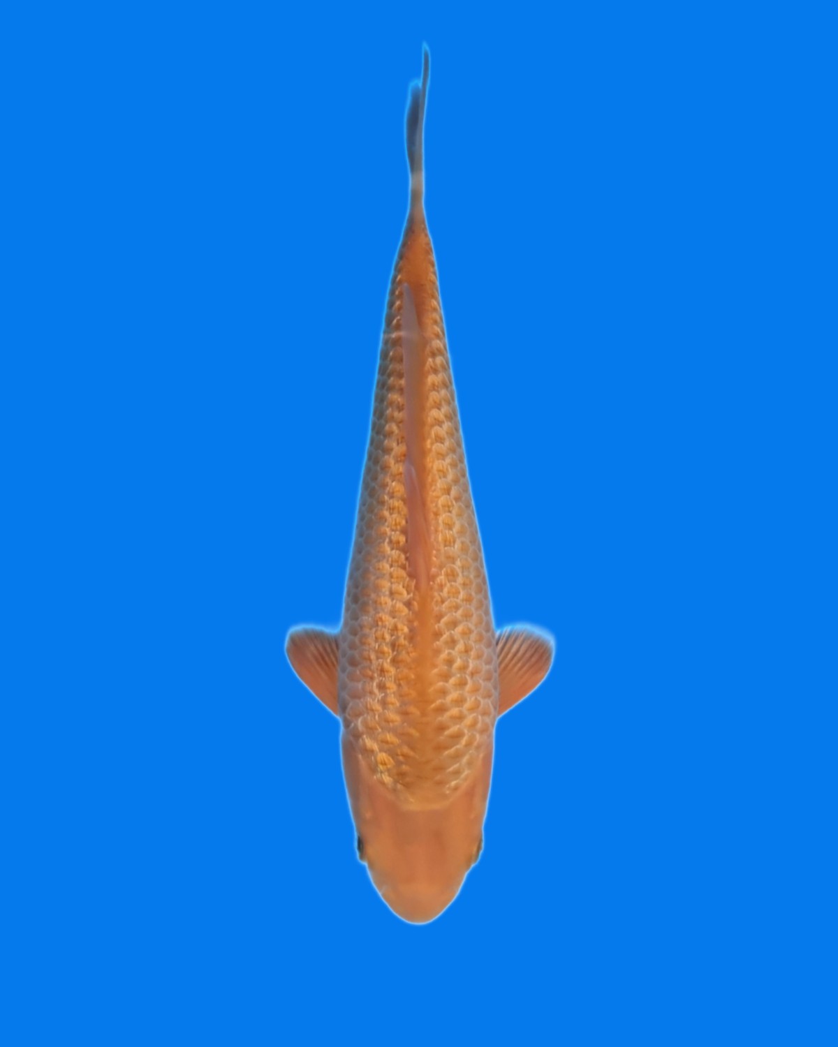 Juara 3