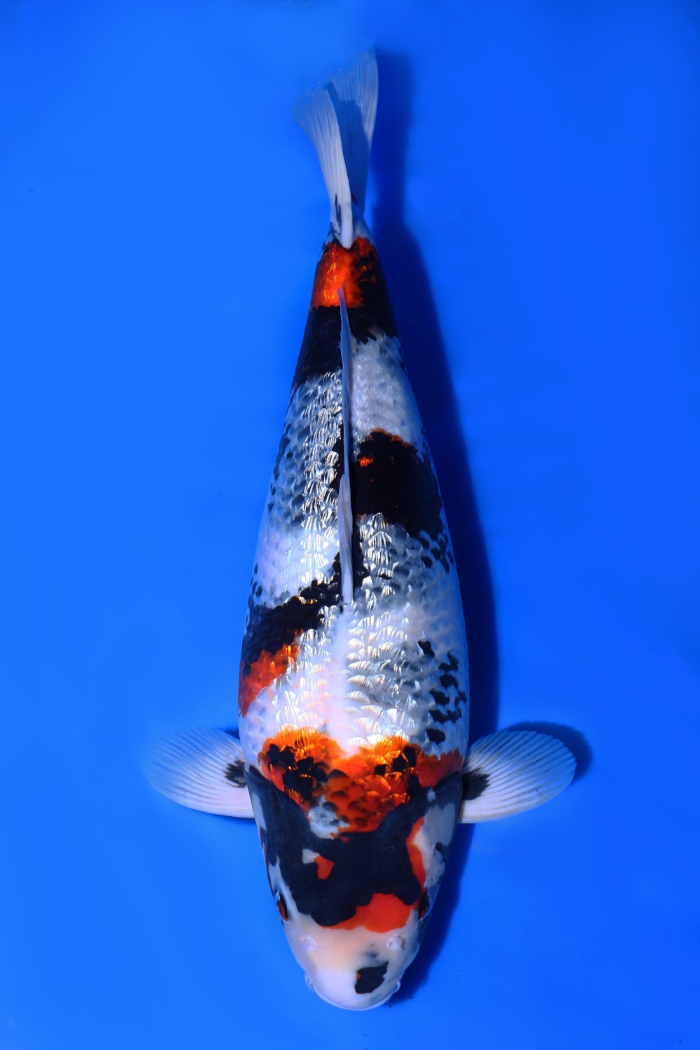 Juara 3