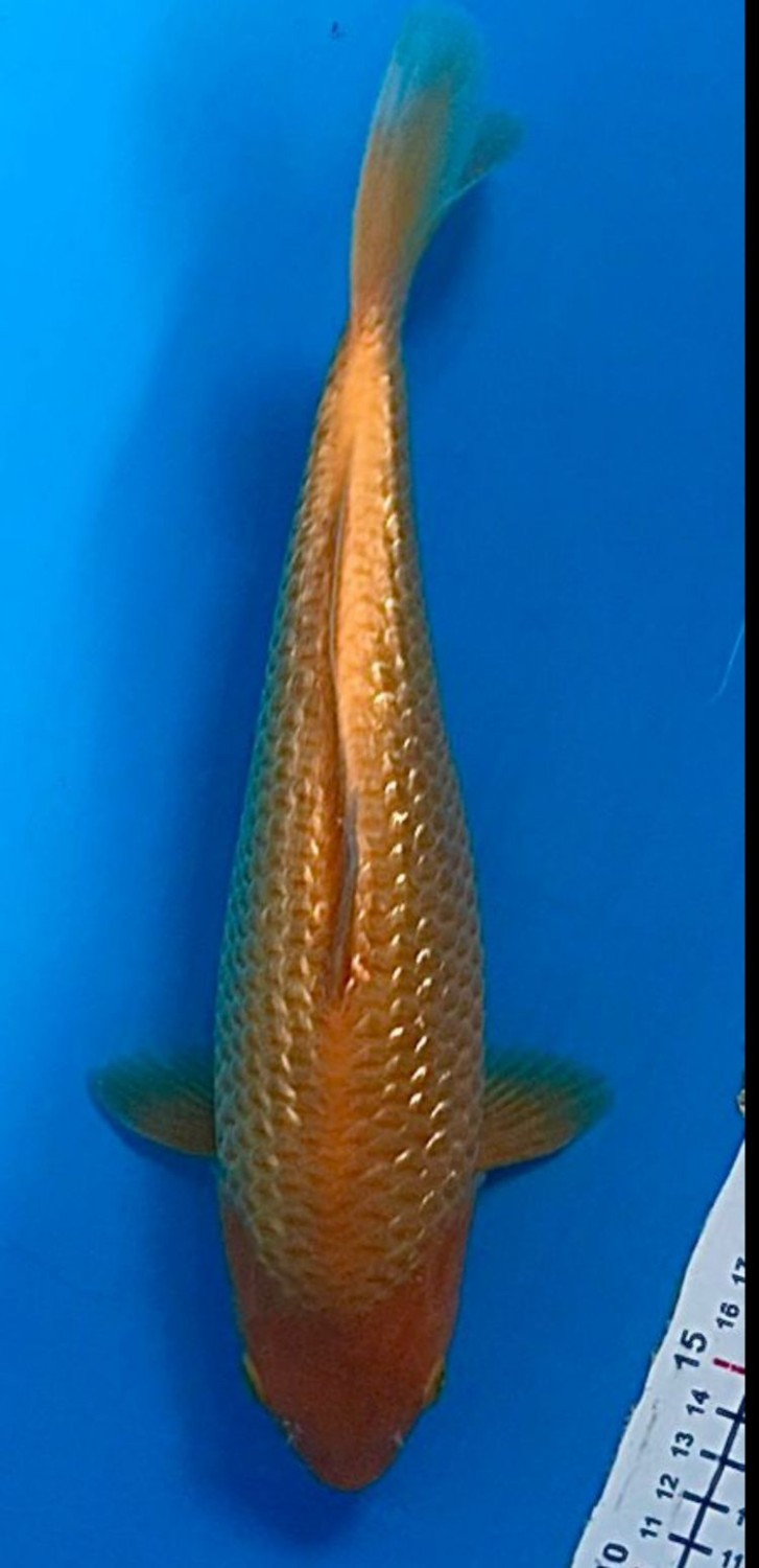Juara 4