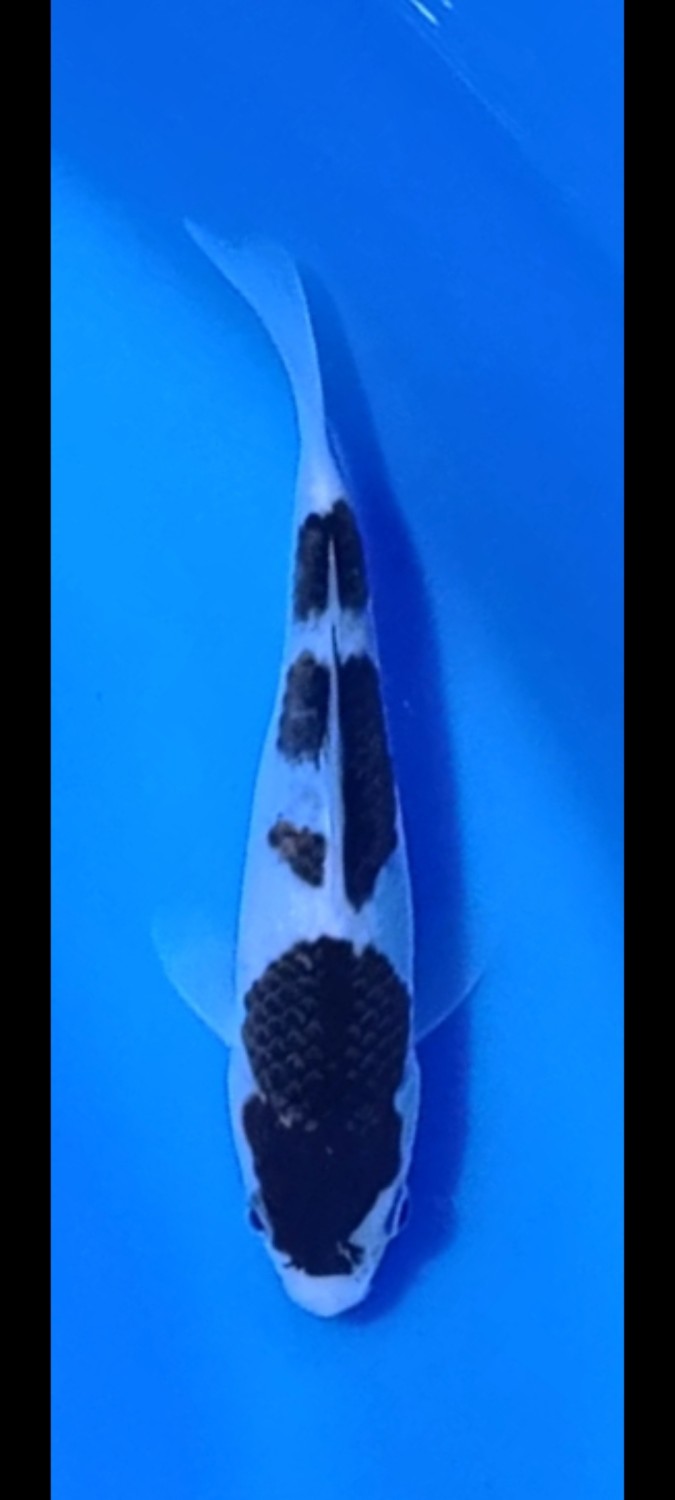 Juara 5