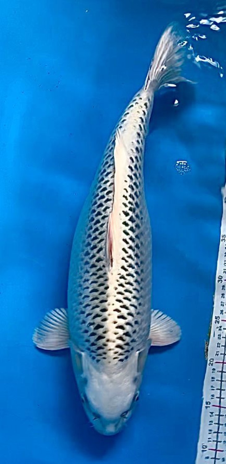 Juara 1