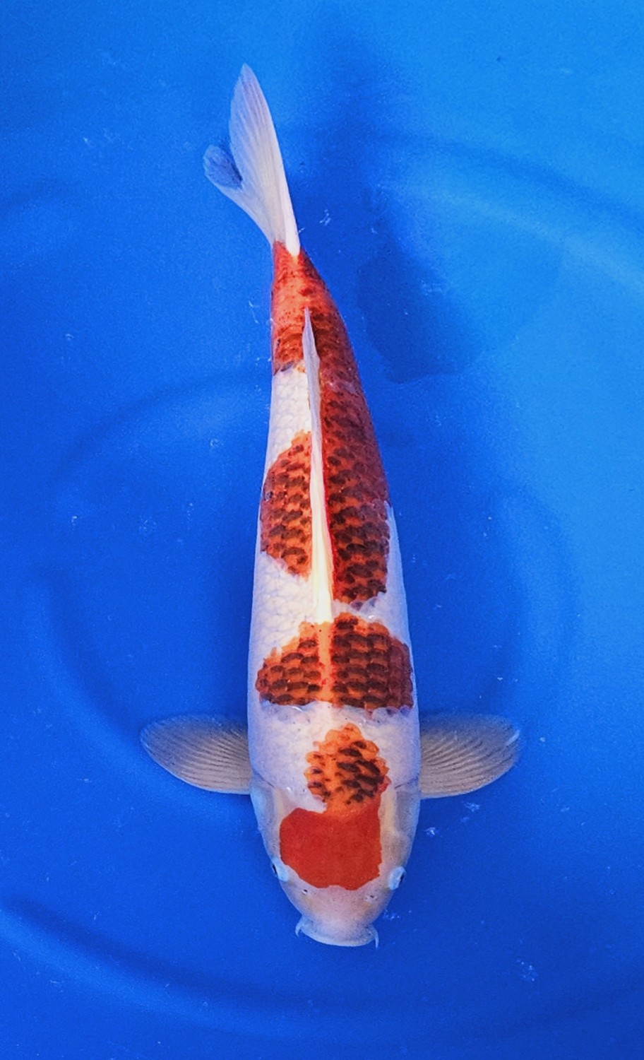 Juara 1