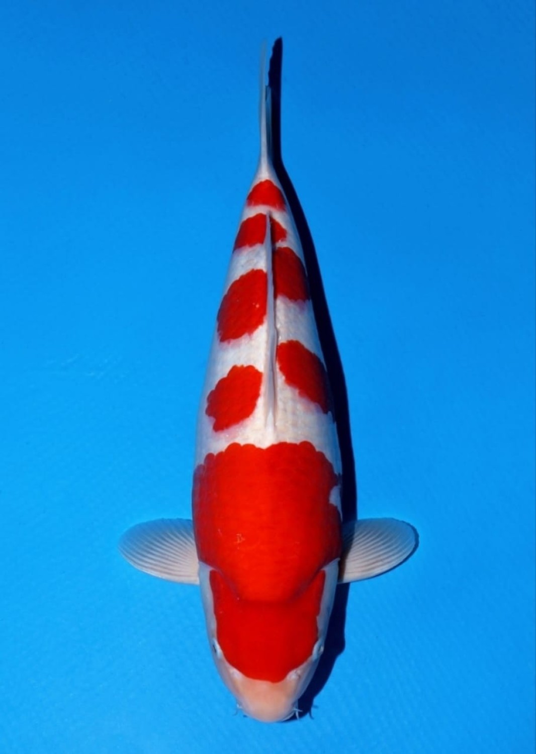 Juara 3