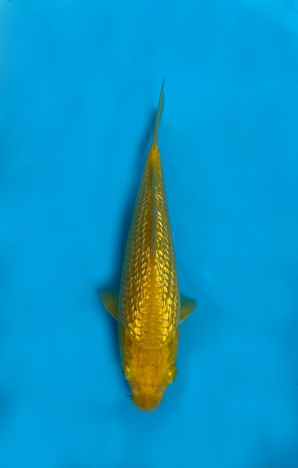 Juara 3