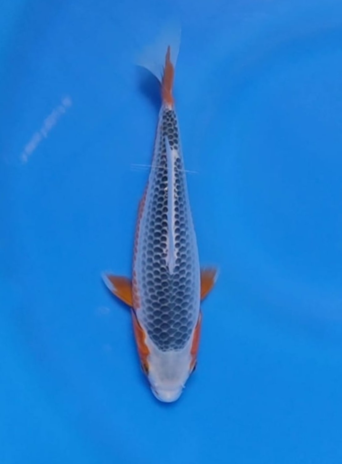 Juara 1