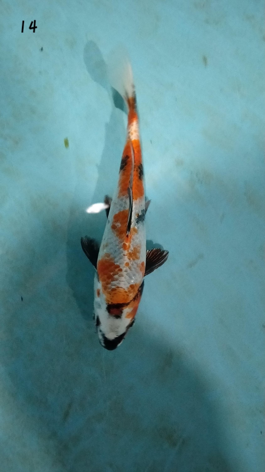 Juara 1
