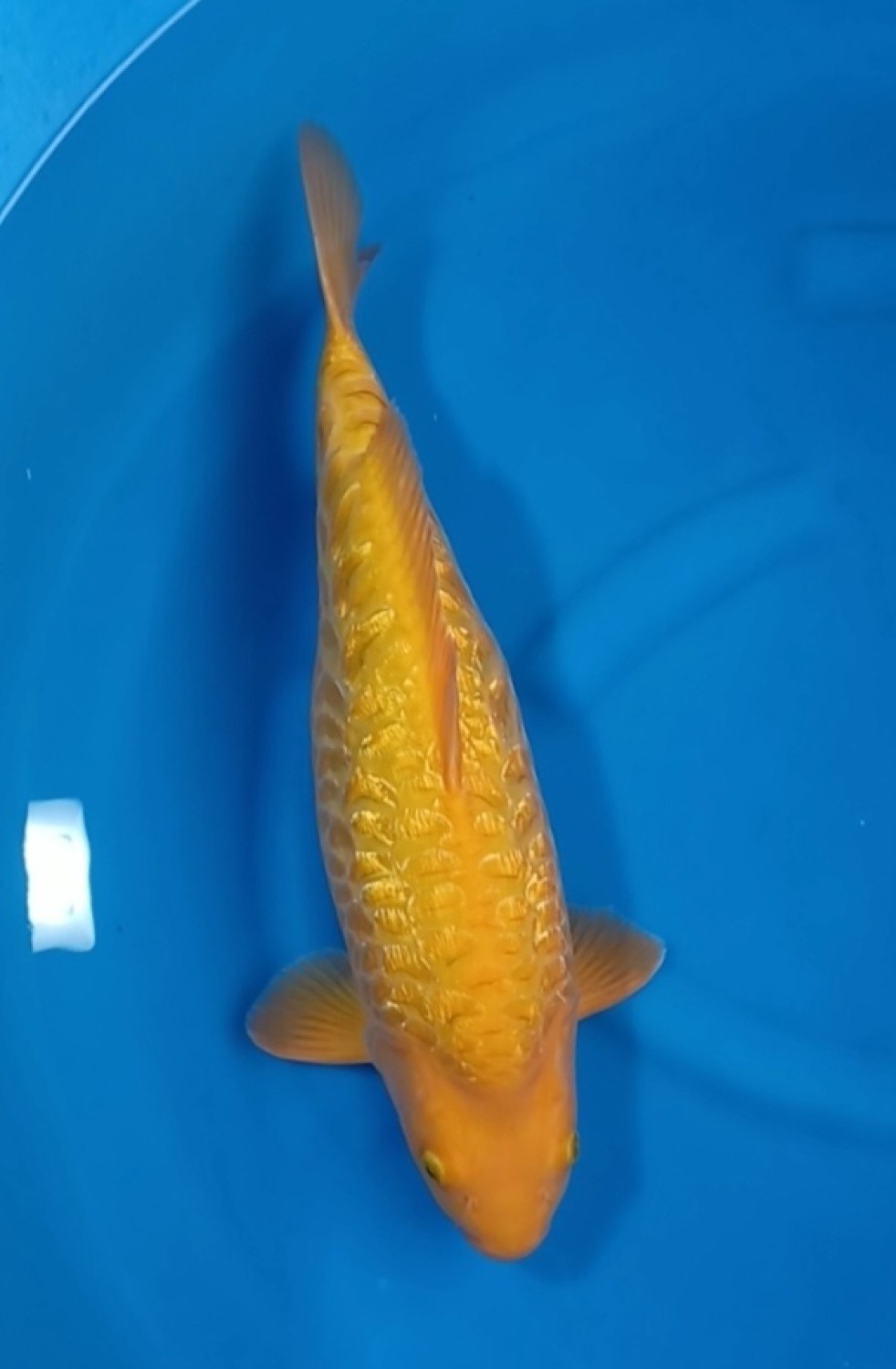 Juara 2