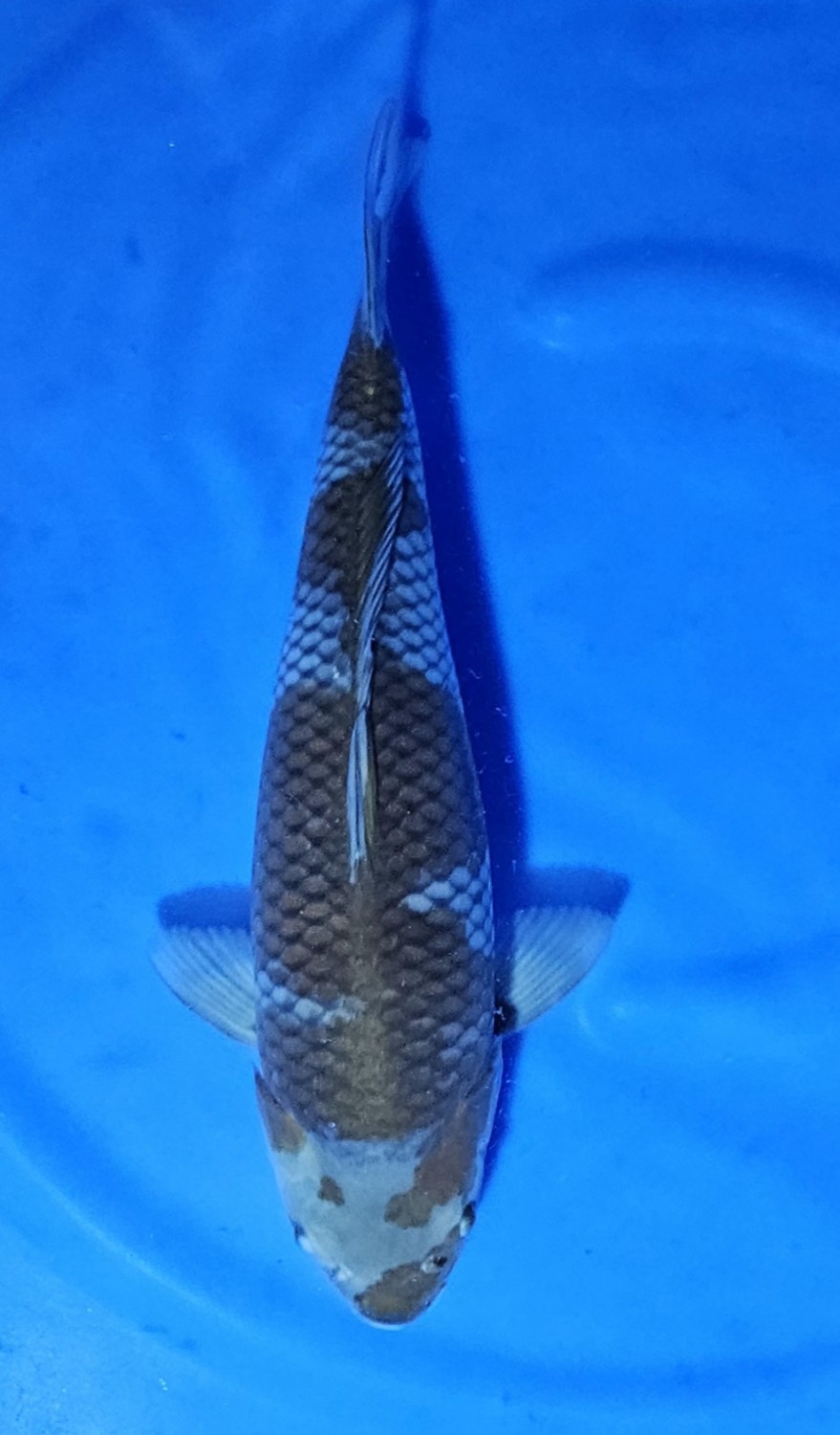 Juara 1