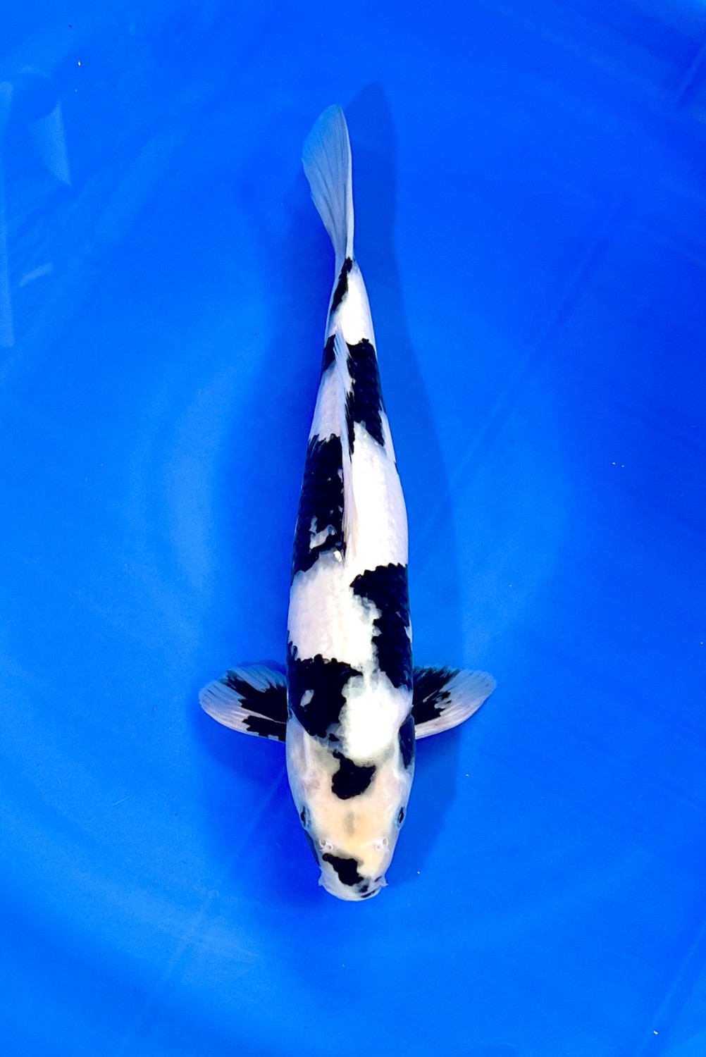 Best In Size B, 31 - 35 cm