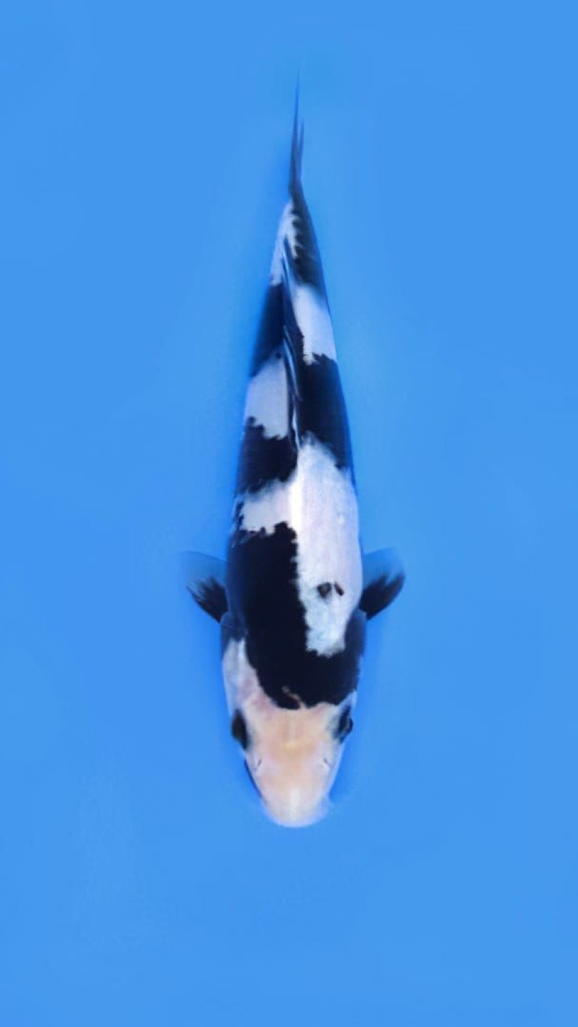Juara 5