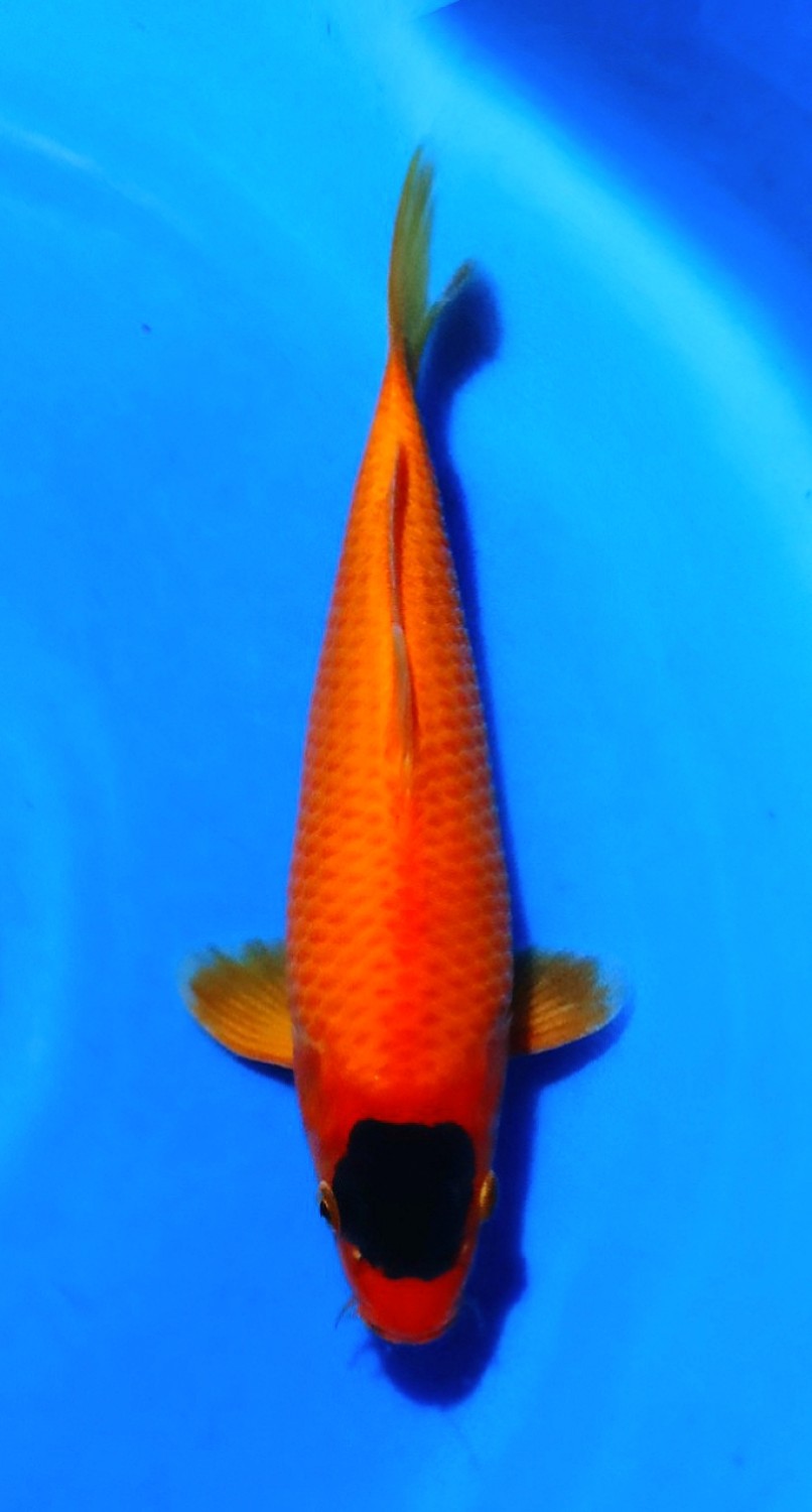 Best In Size D, 26 - 30 cm