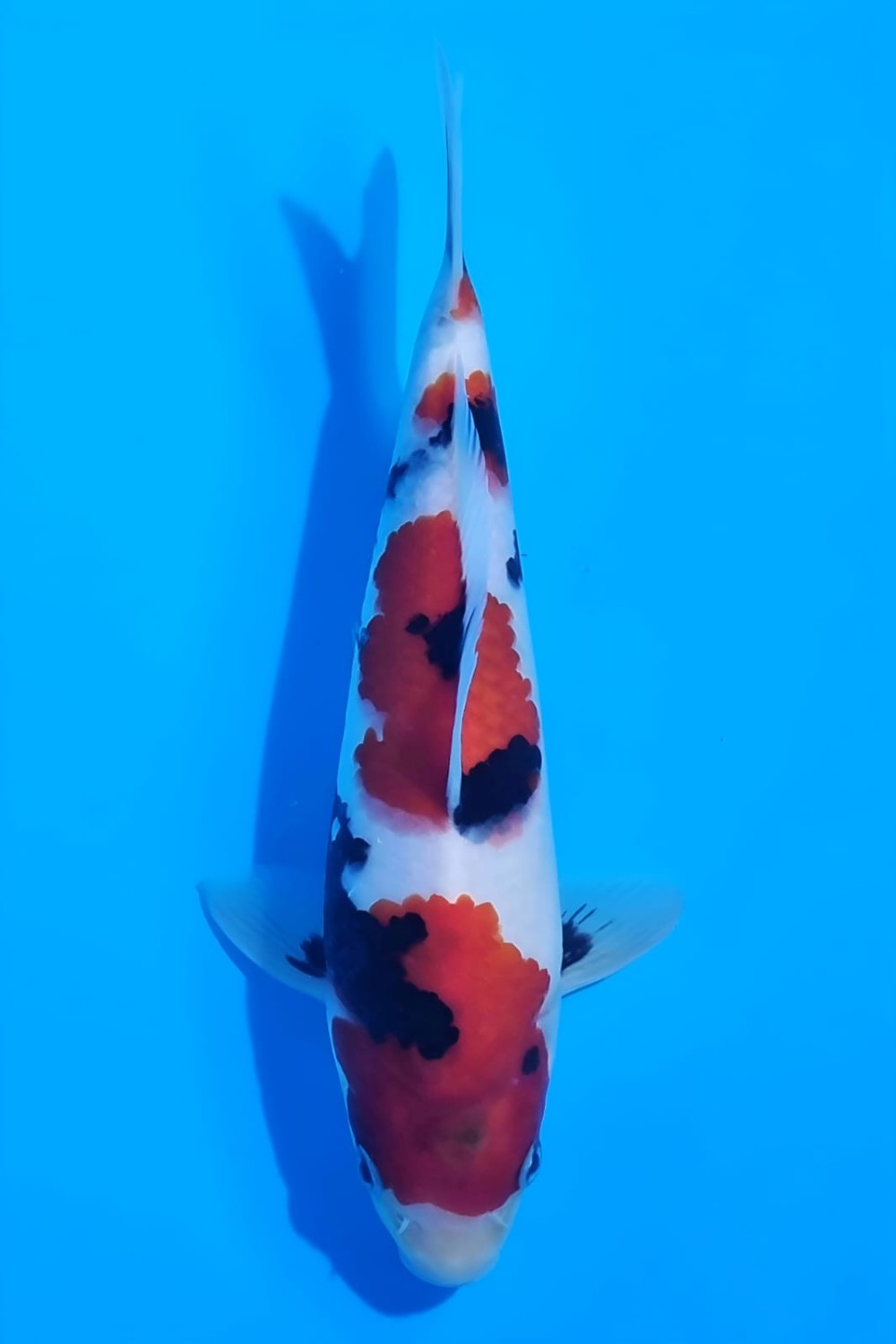 Best In Size G, 21 - 25 cm