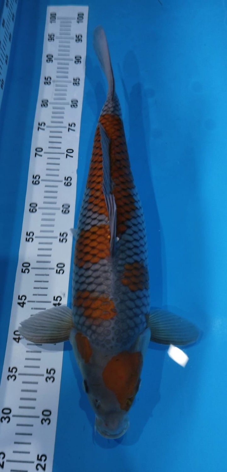Juara 2