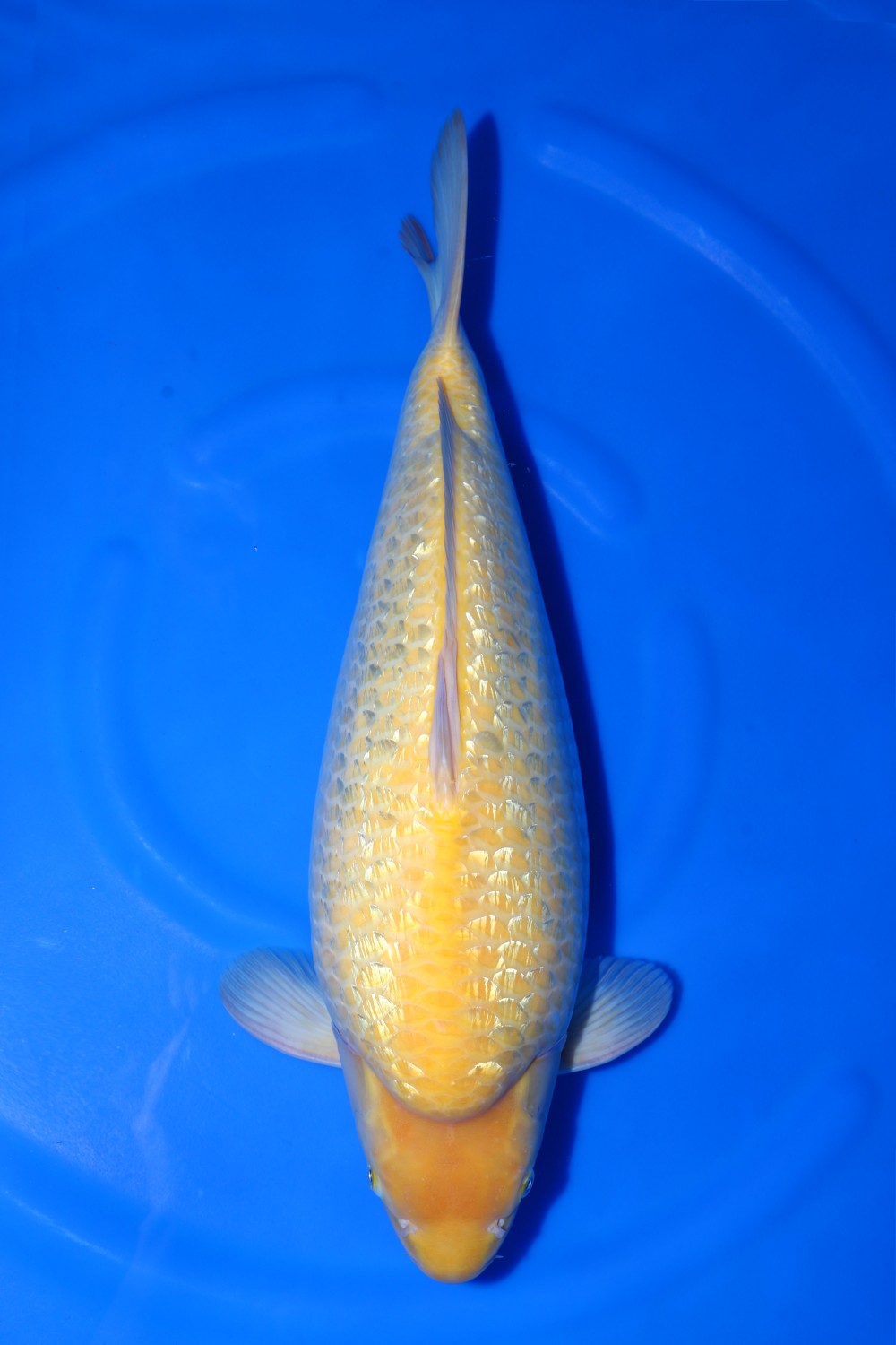 Juara 1
