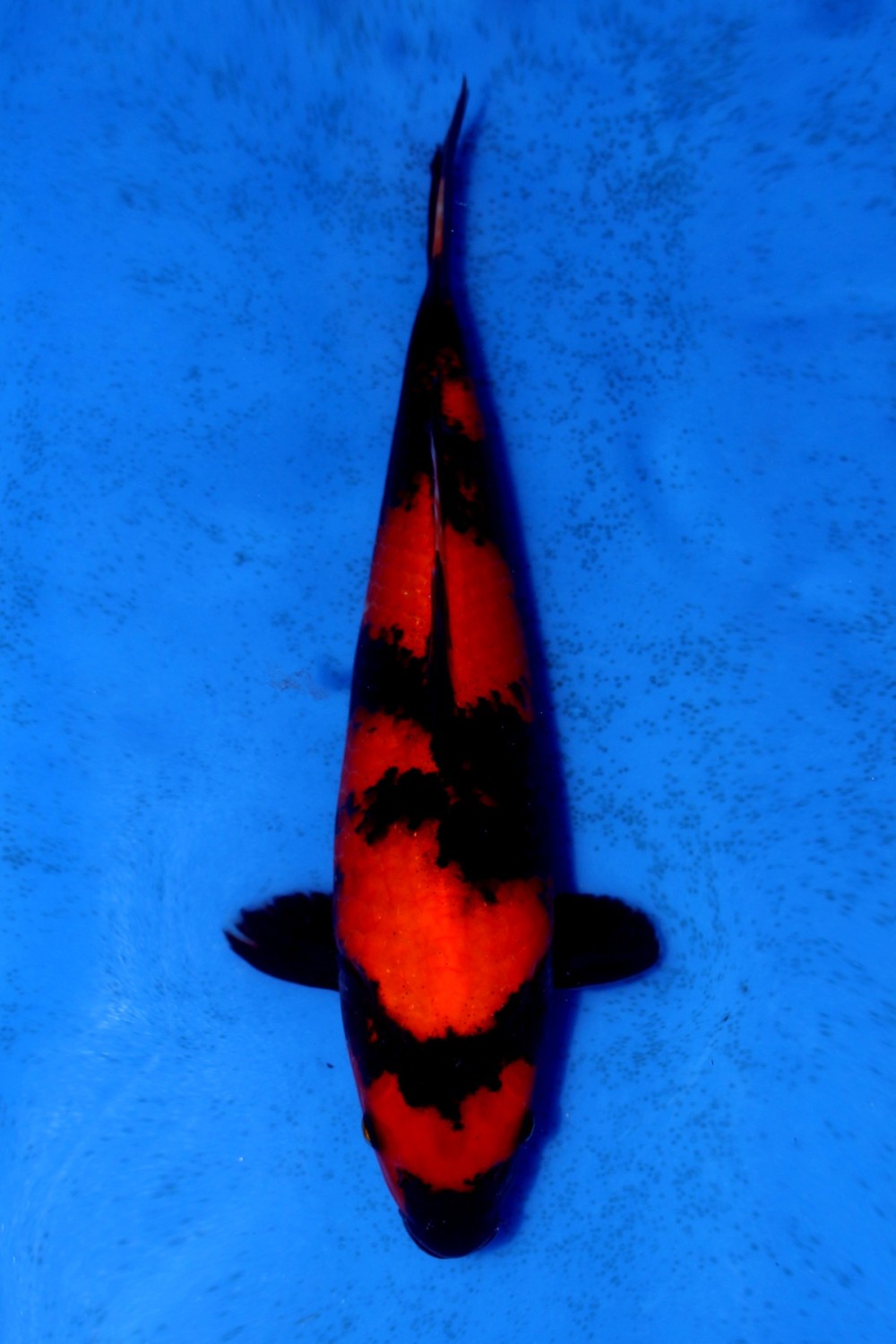 Juara 2