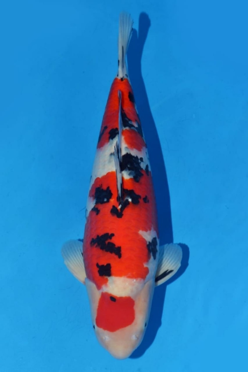 Juara 1