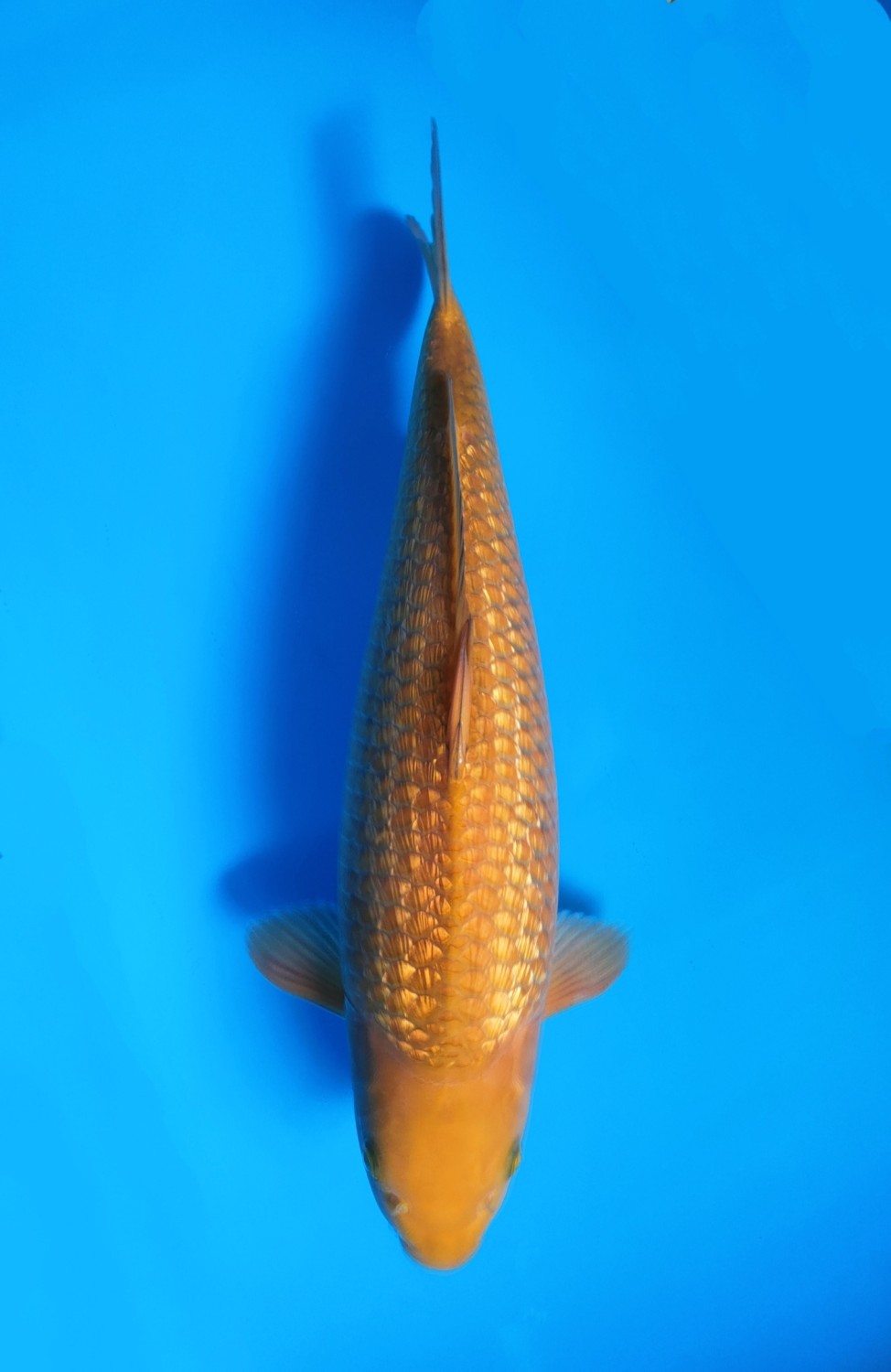 Juara 2