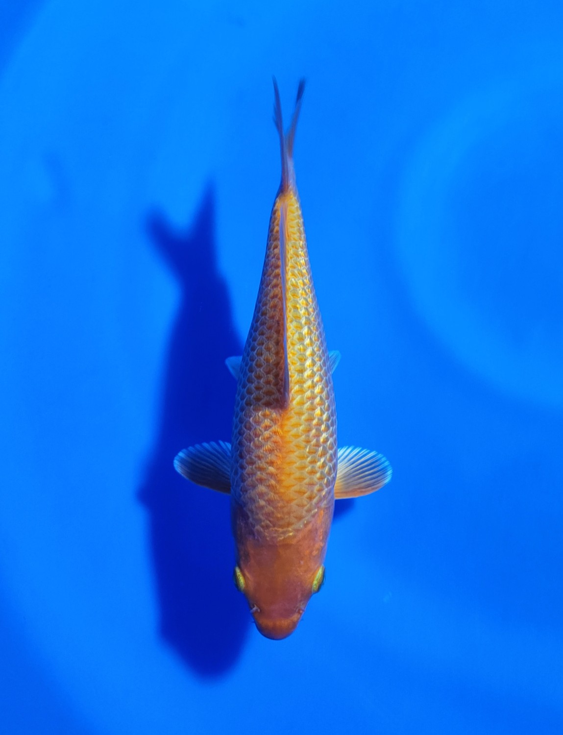 Juara 2