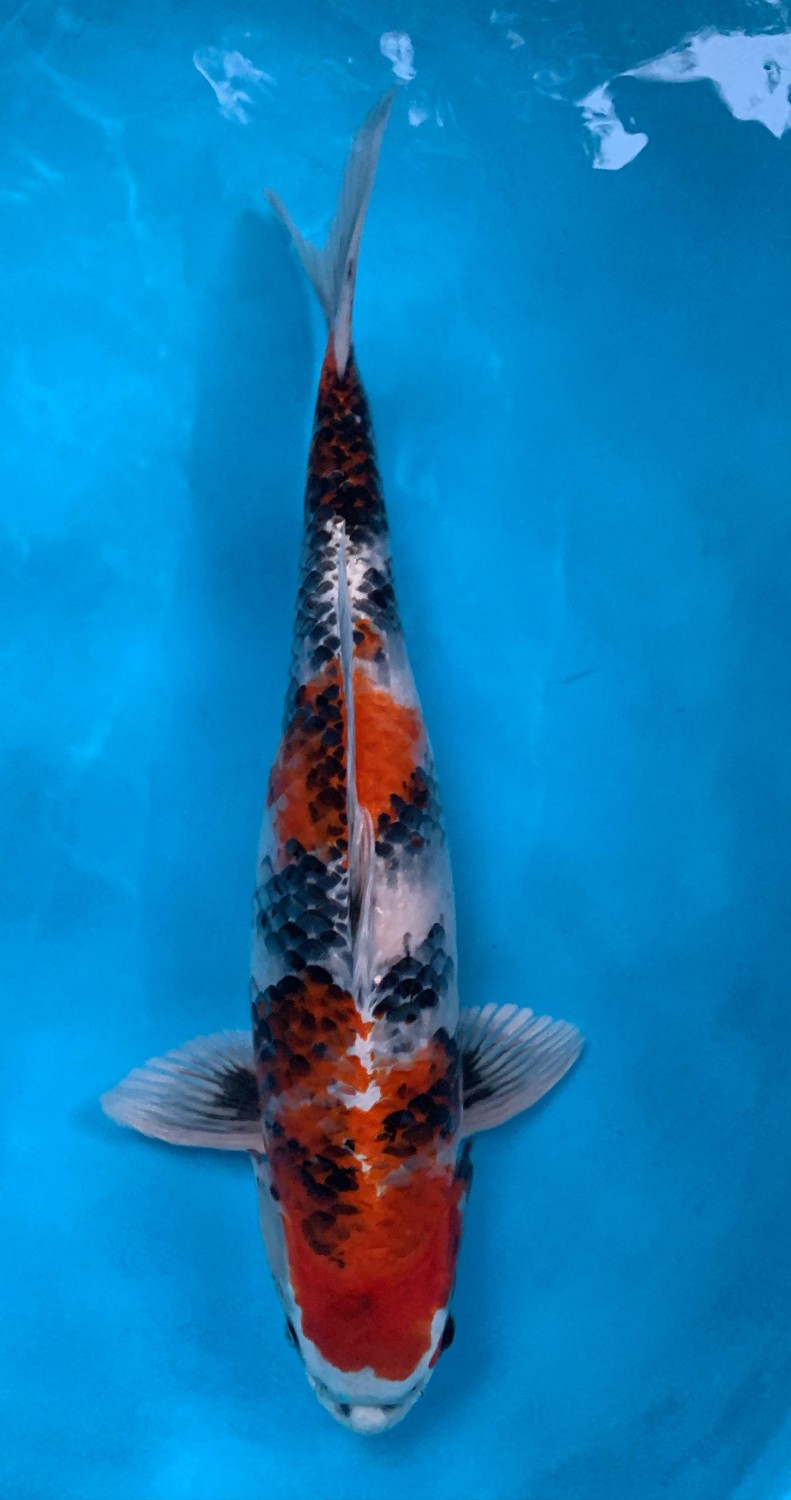 Juara 1