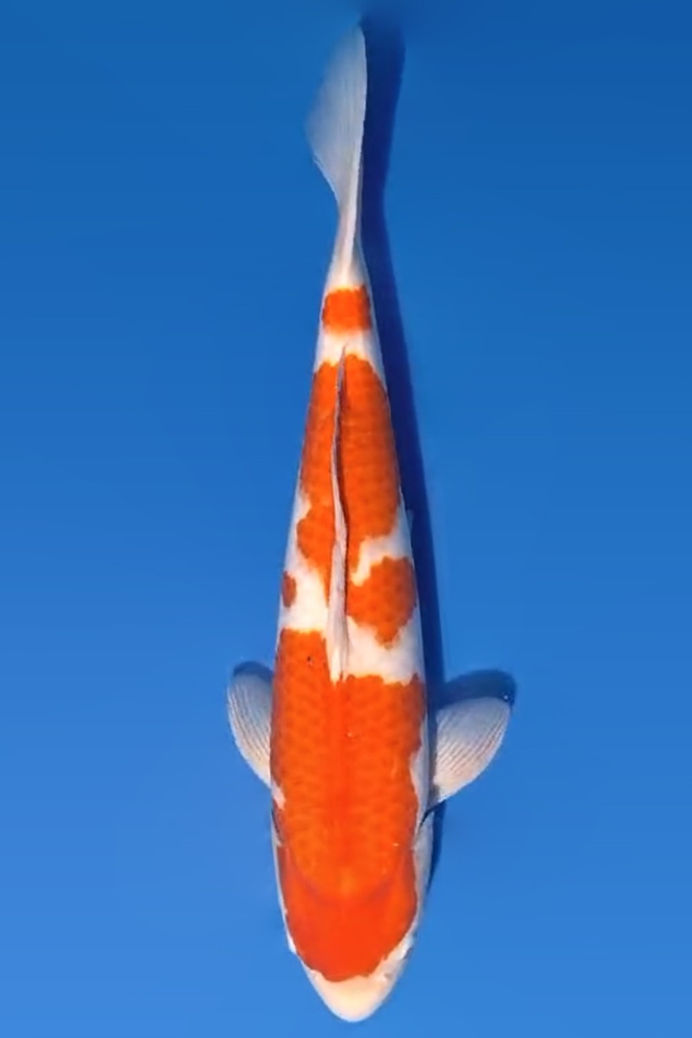 Juara 1