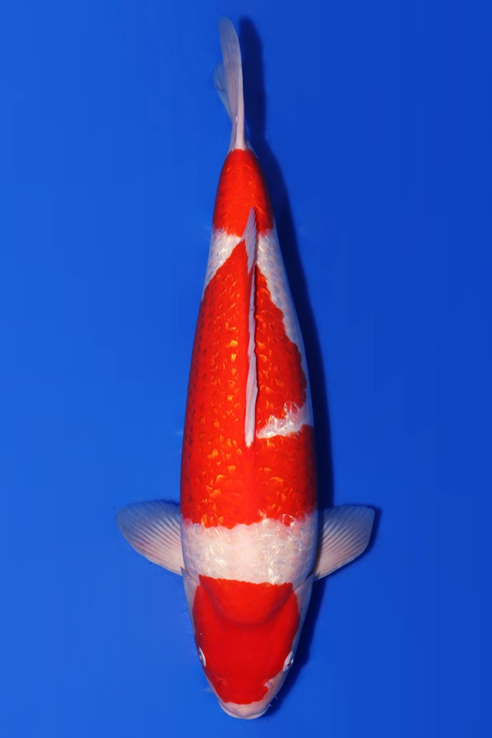 Juara 3