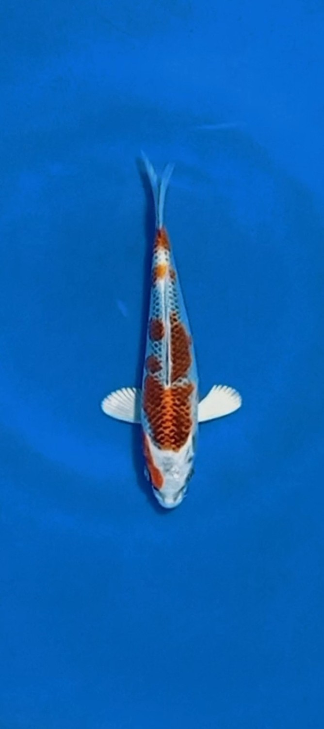 Juara 2