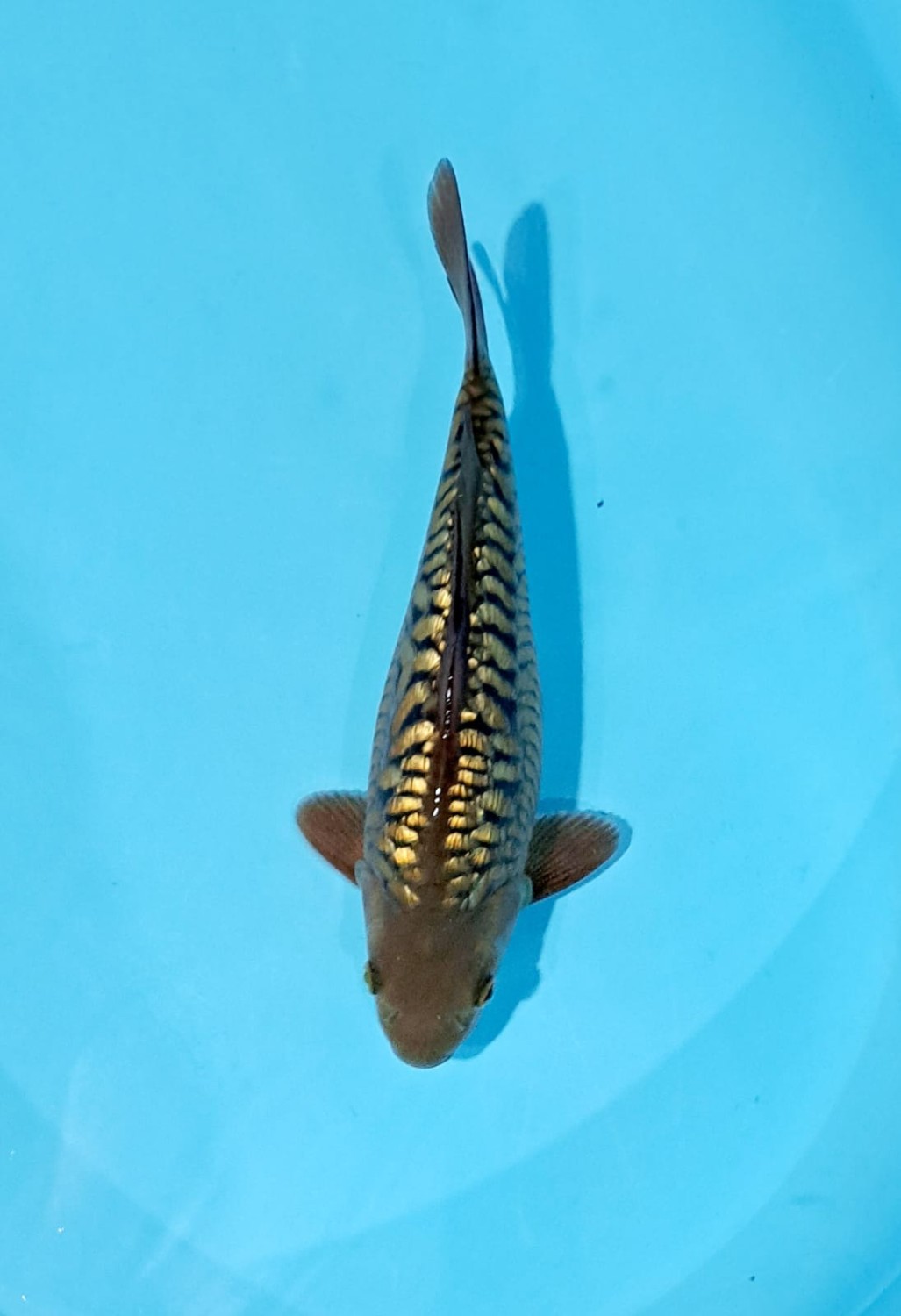 Juara 1