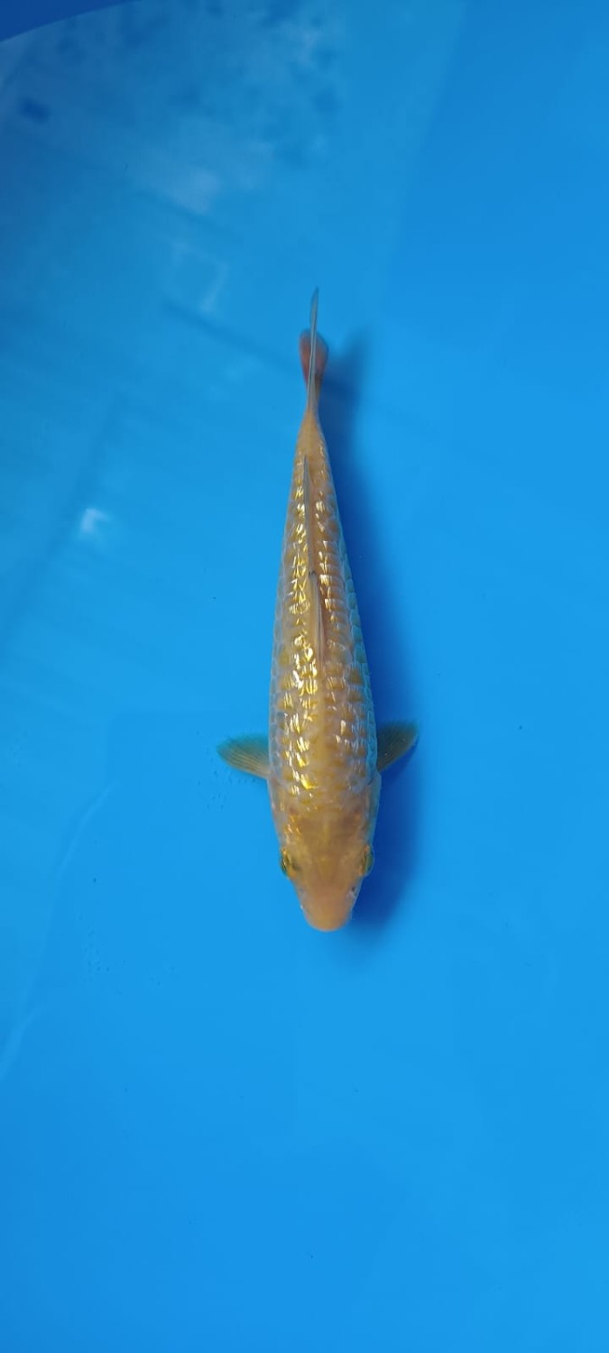 Juara 1