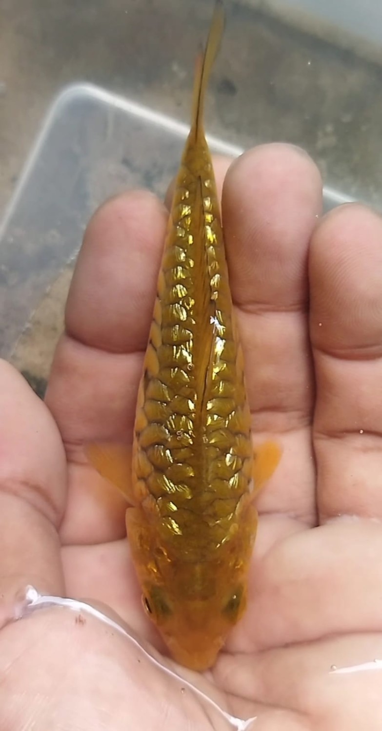 Juara 2