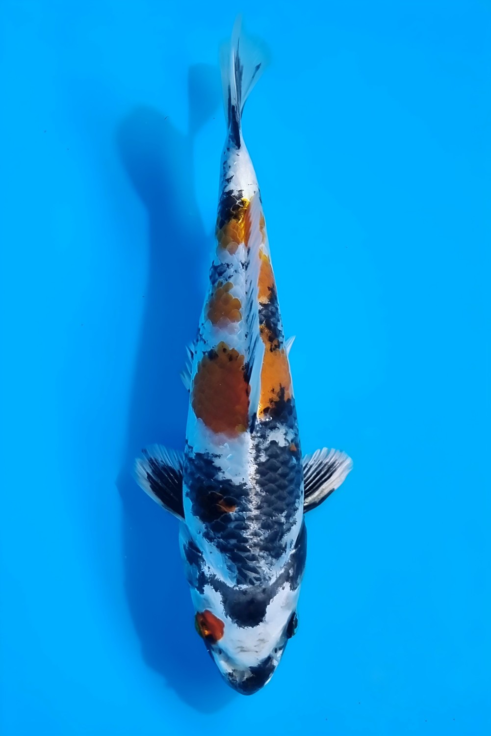 Juara 2