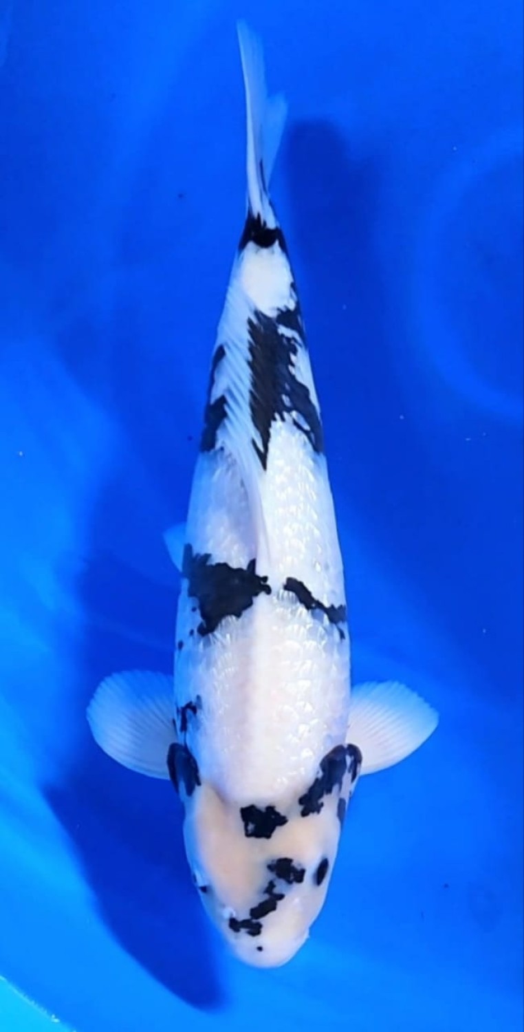 Juara 1