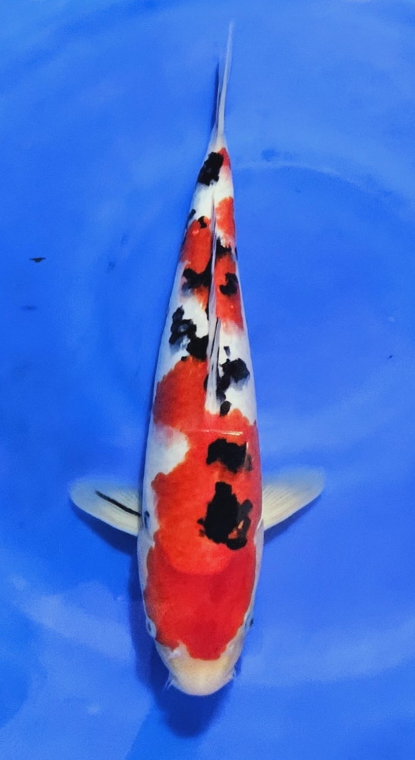 Juara 5