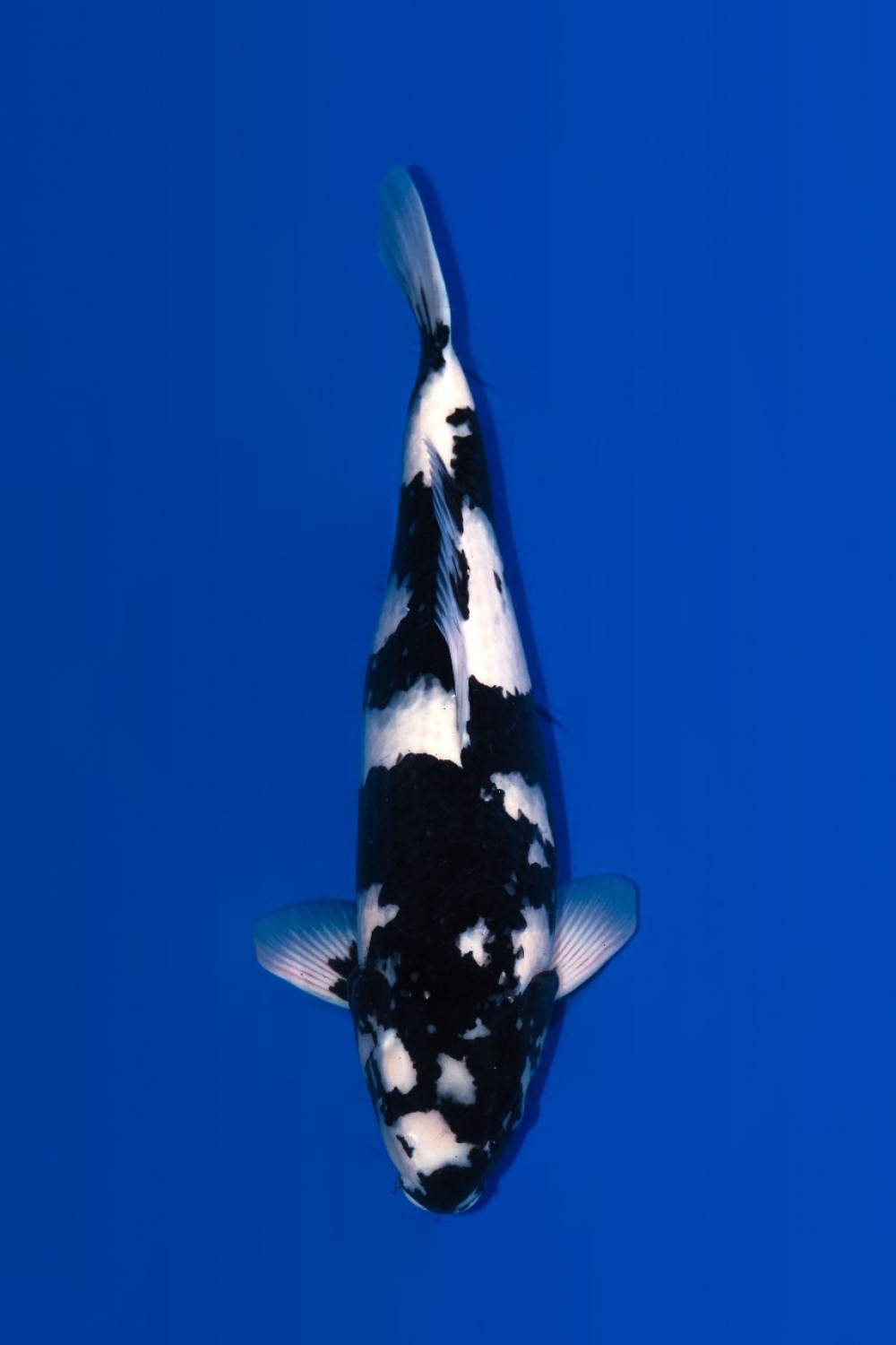 Juara 2
