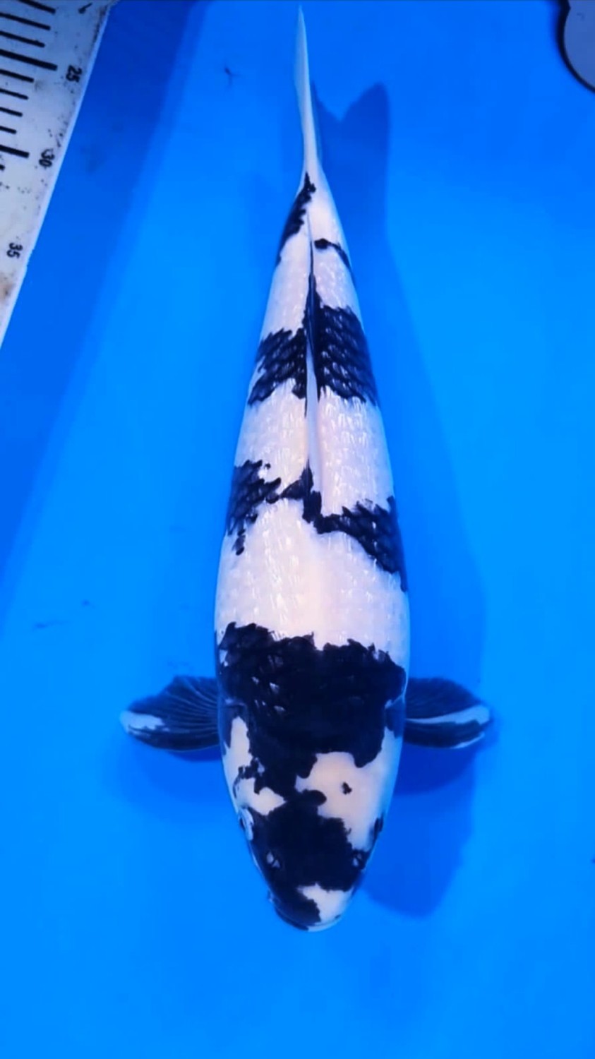 Juara 1