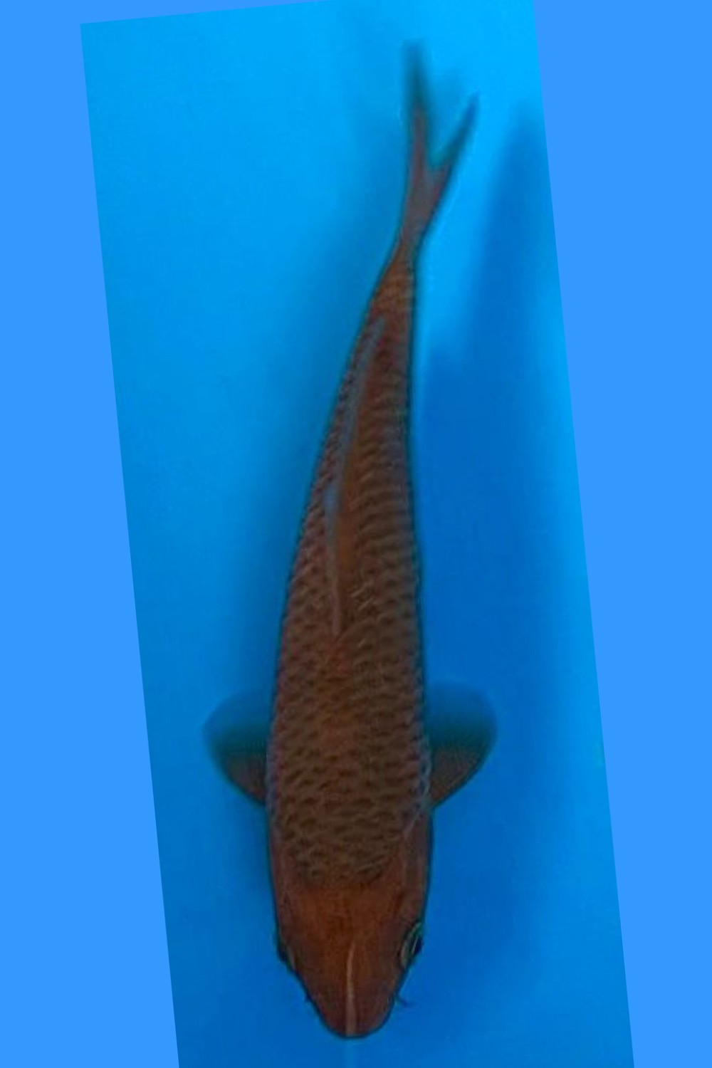 Juara 3