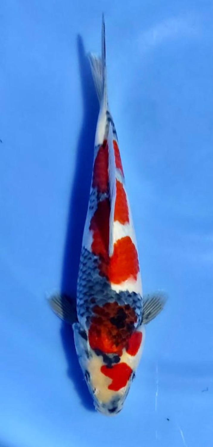 Juara 5
