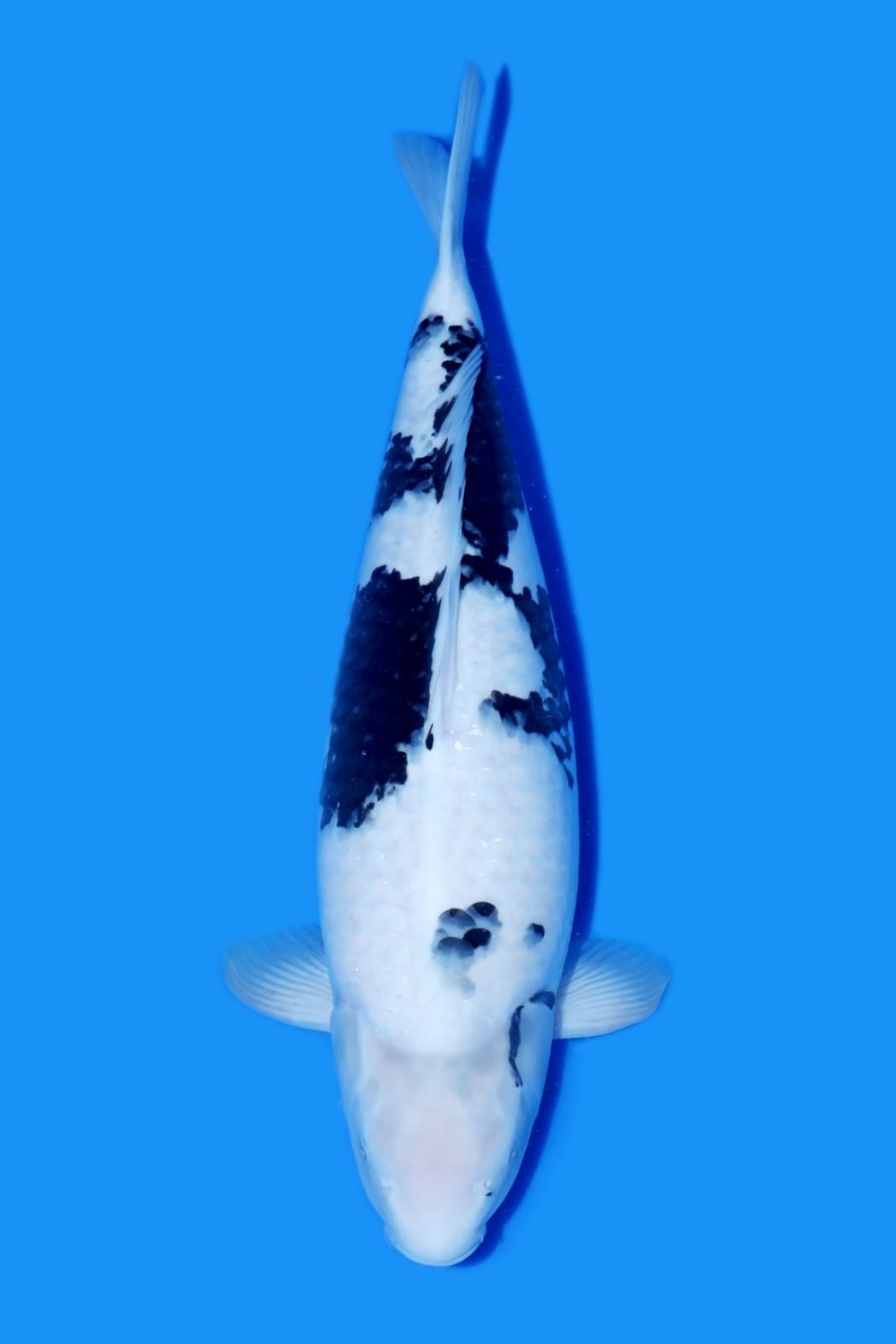 Juara 1