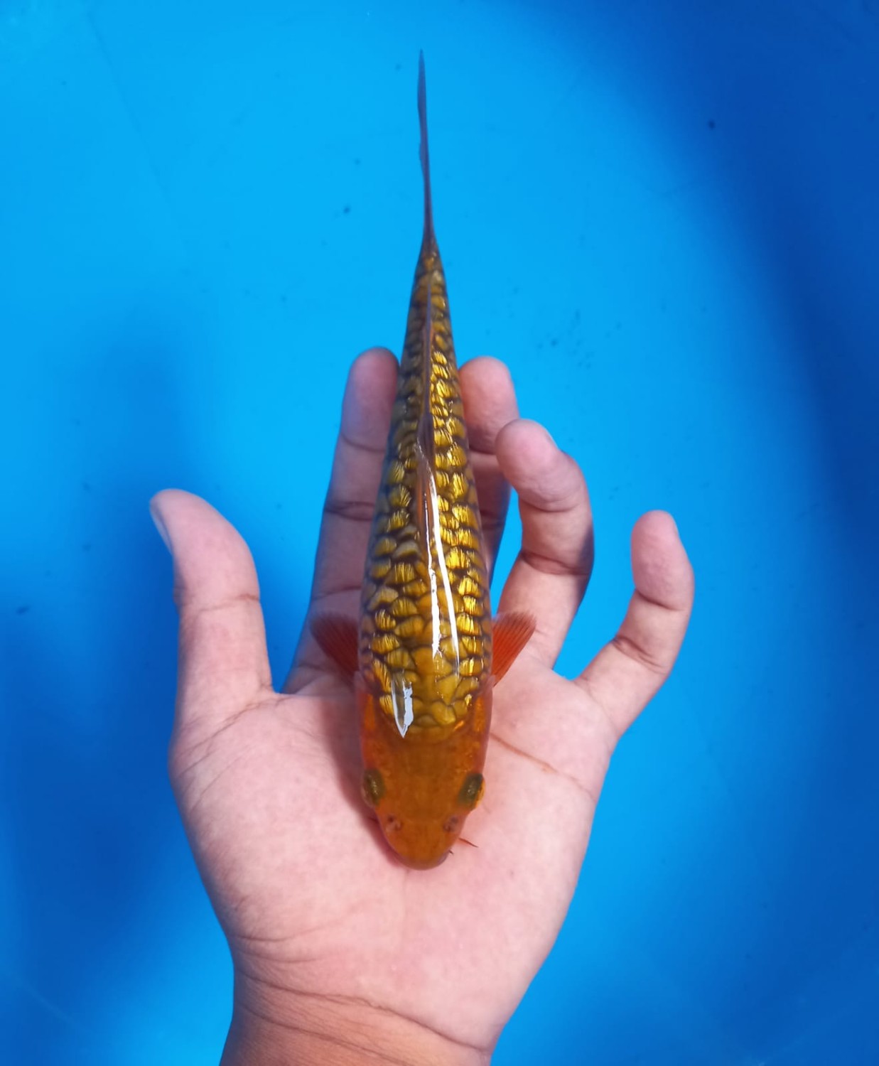 Juara 4
