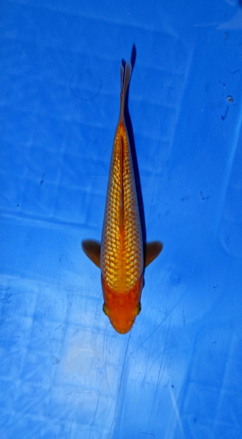 Juara 4