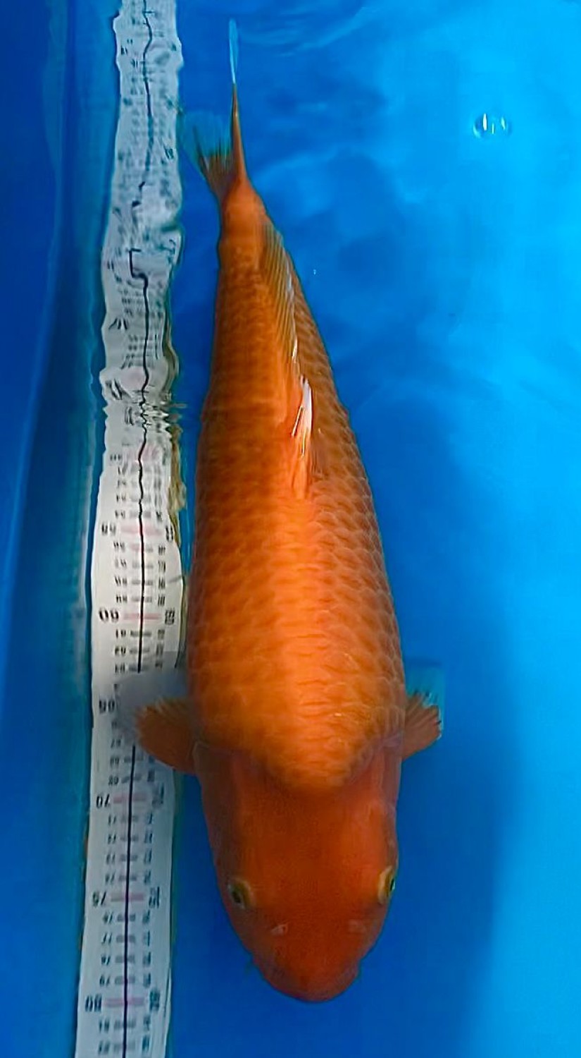 Juara 2
