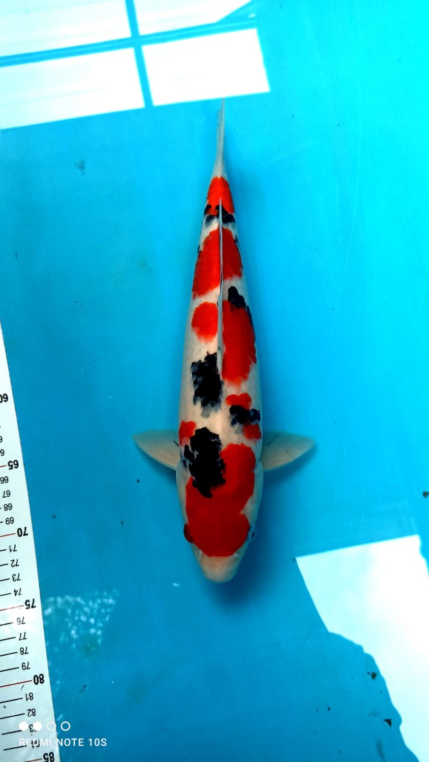 Juara 1