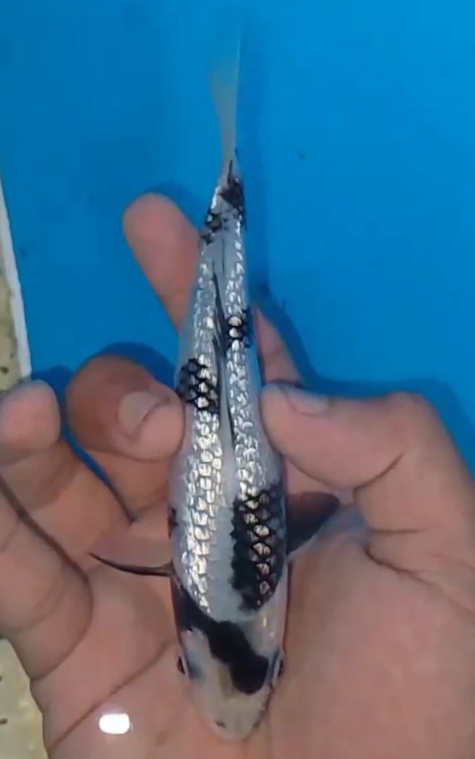 Juara 2