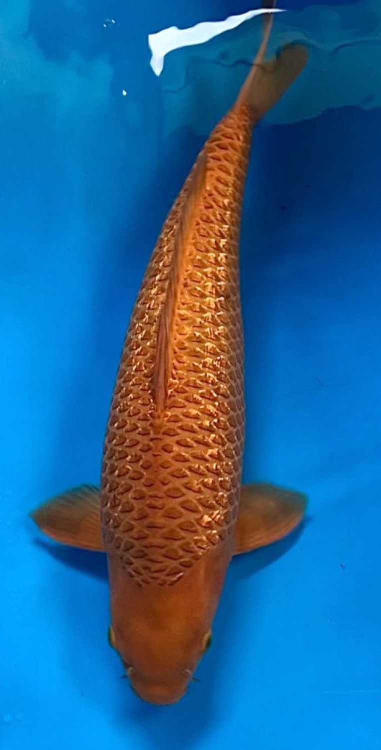 Juara 4