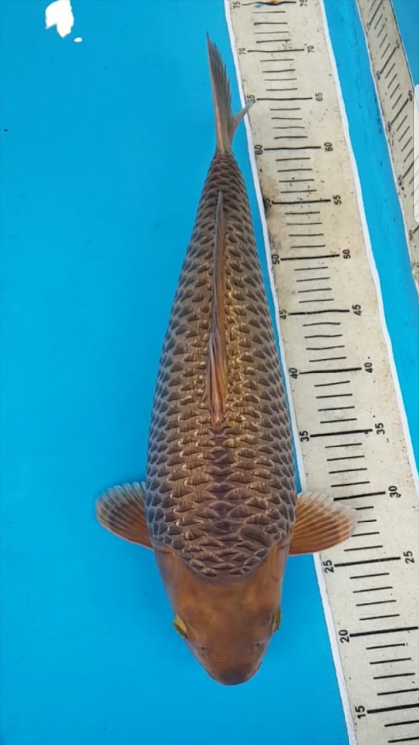 Juara 2