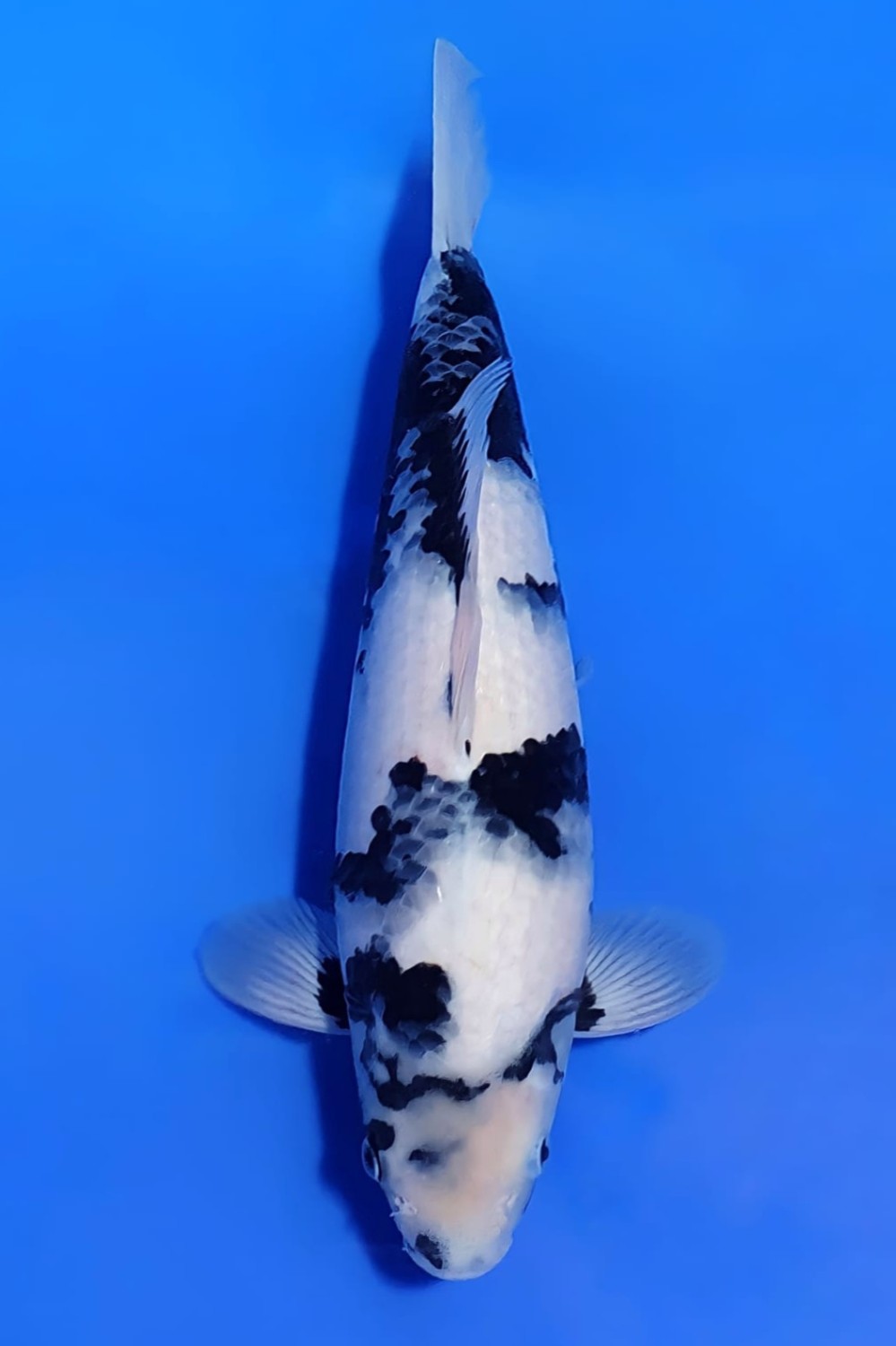 Best In Size G, 41 - 45 cm