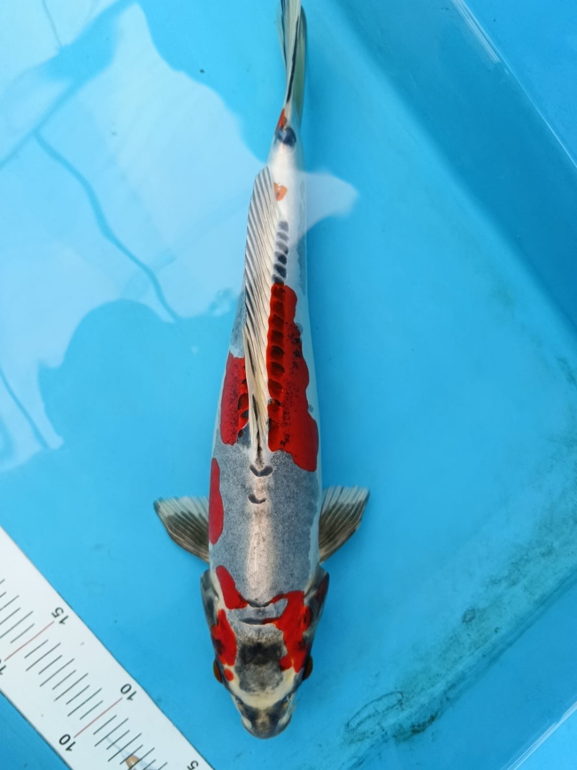 Juara 2