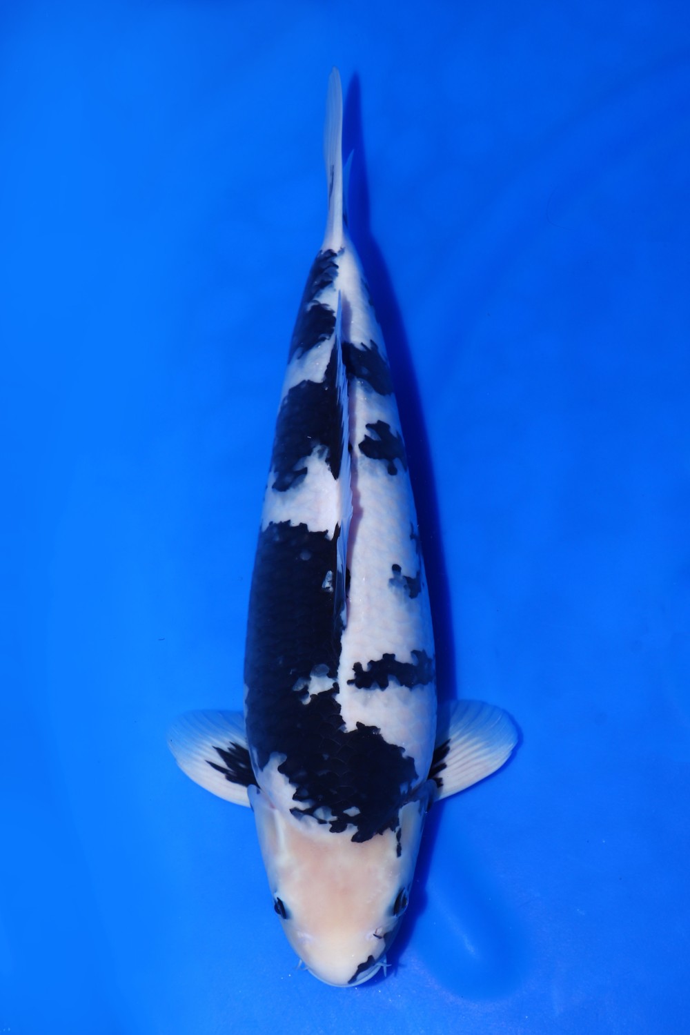 Juara 5