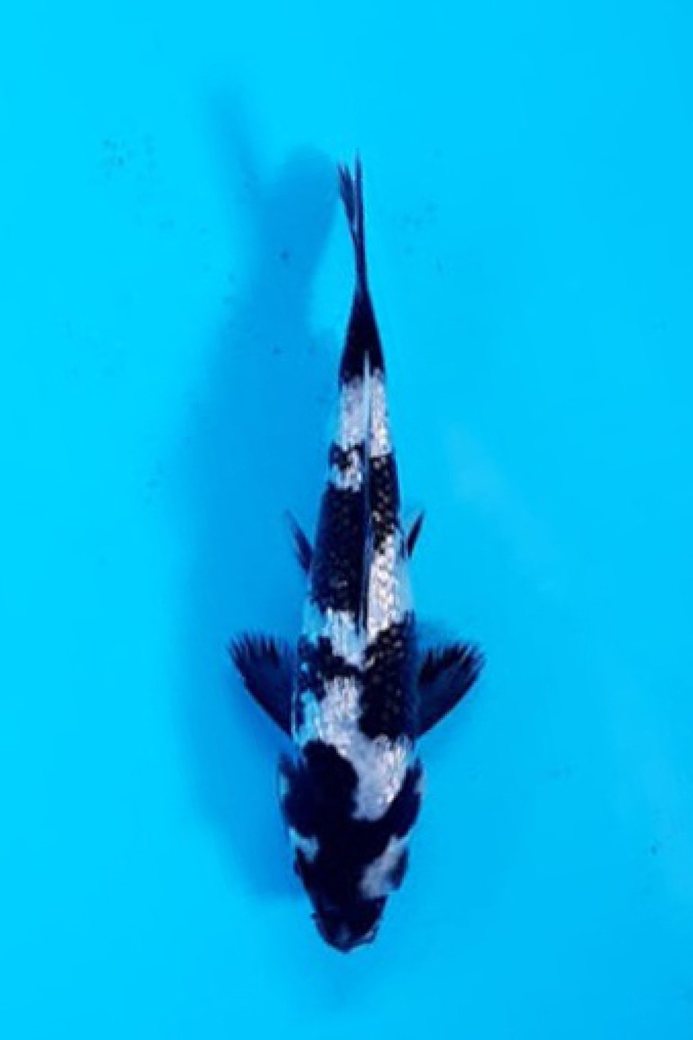 Juara 5